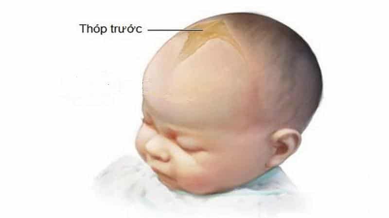 Thóp là gì và thóp có tác dụng gì đối với em bé
